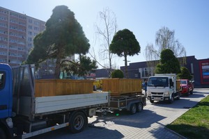 Borovice_01