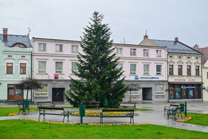 Vánoční stromy jsou již na svých místech a čekají na svou výzdobu. Foto: Milan Haluška