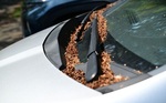 perex - autovraky ilu - foto MHA.jpg