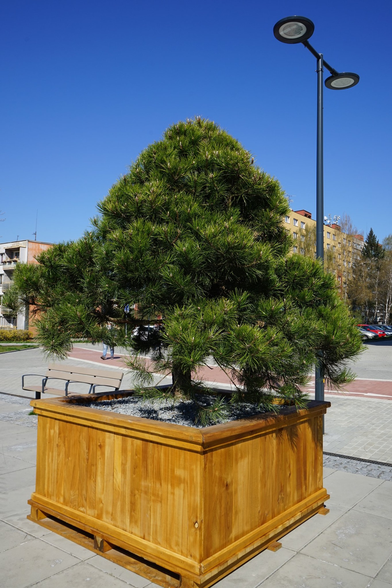 borovice-05.jpg